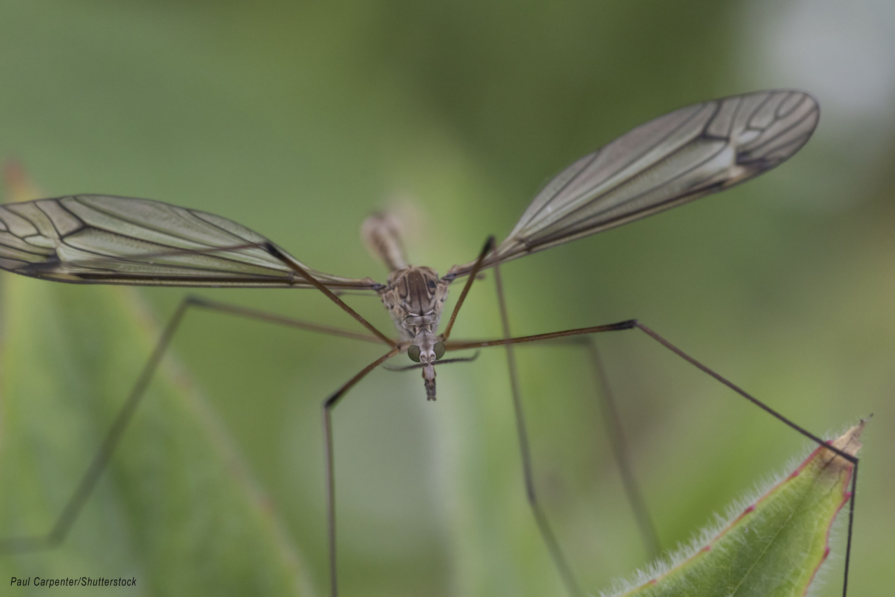 Crane Fly - Daddy Long Legs mr