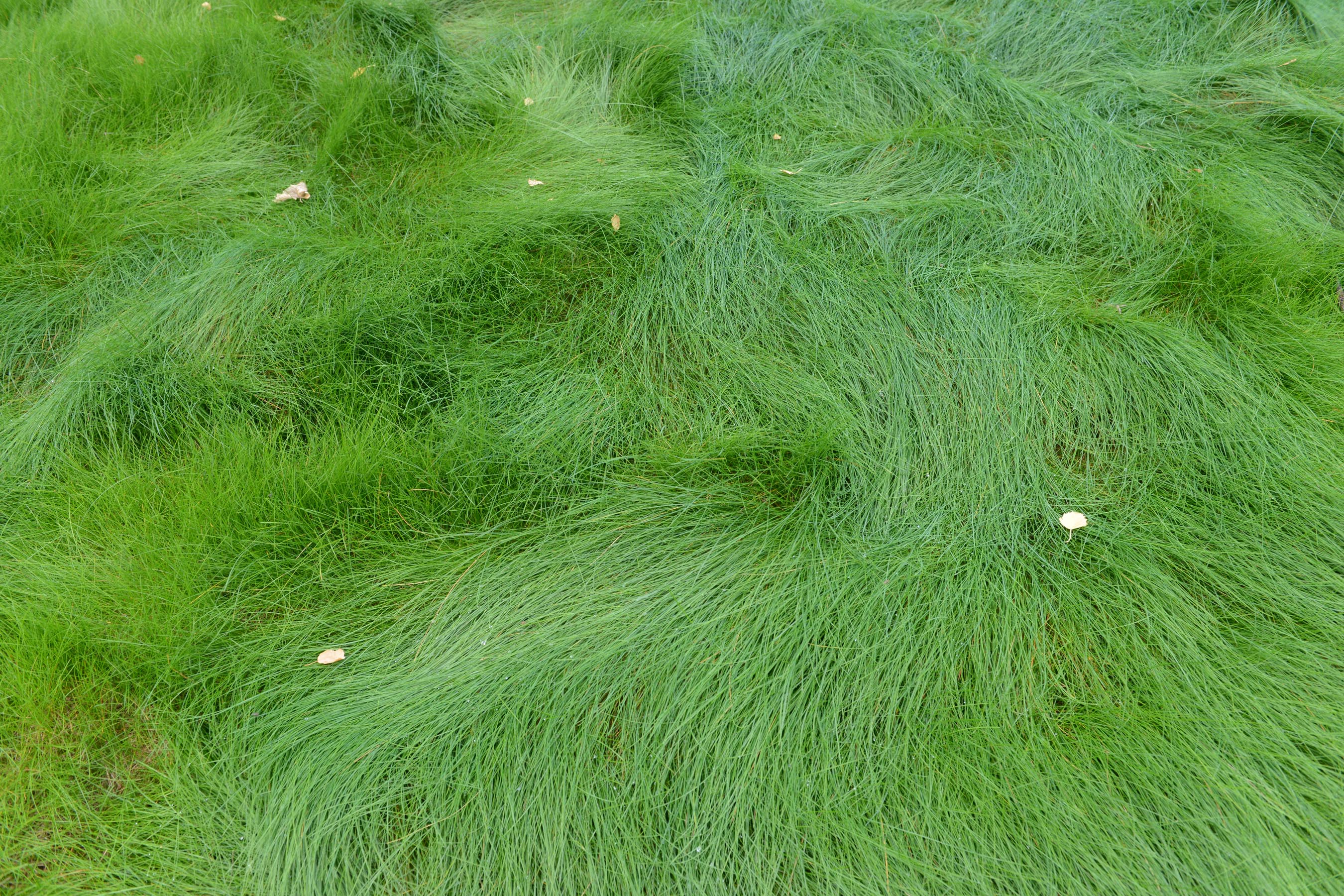 Rescue station result of treated rough after 1 year mr