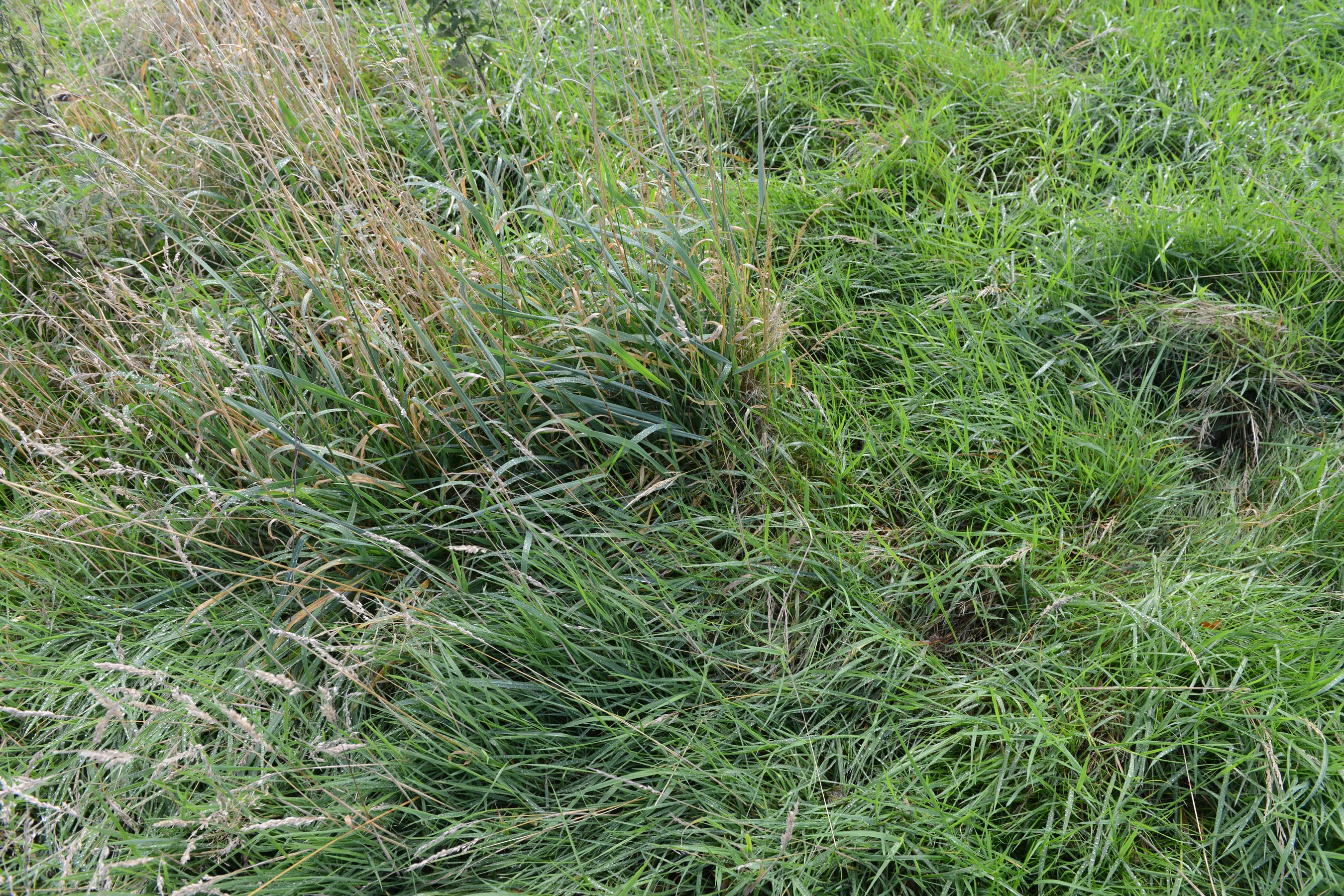 Rescue station untreated rough mr