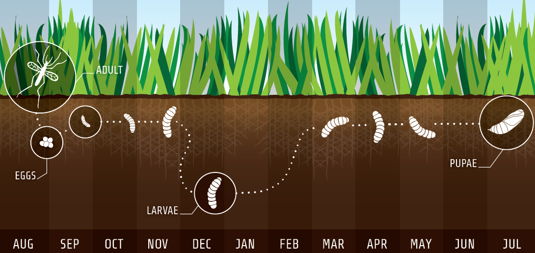 life cycle leatherjacket