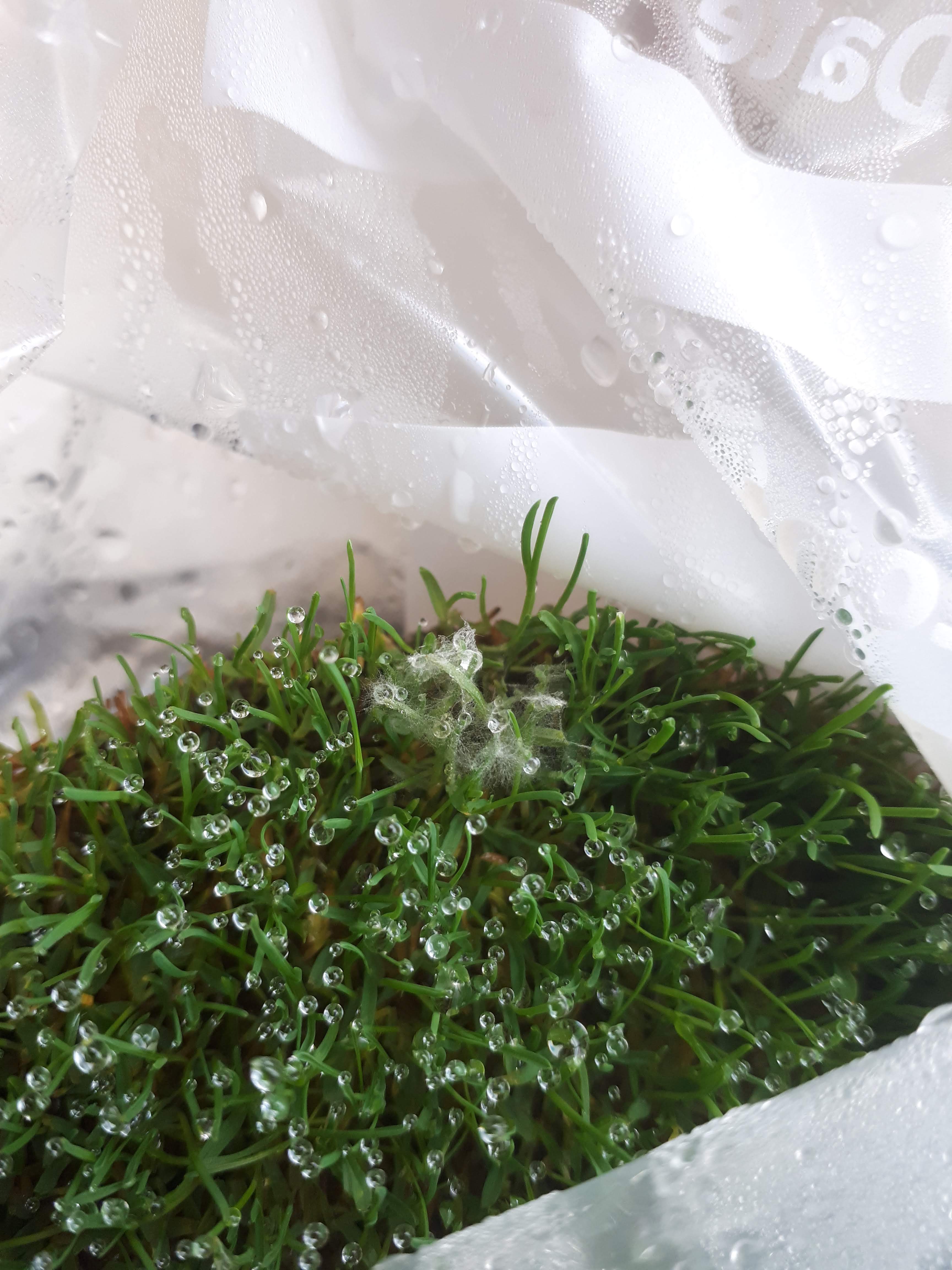 Turf Care Management - Key Time for Turf Disease