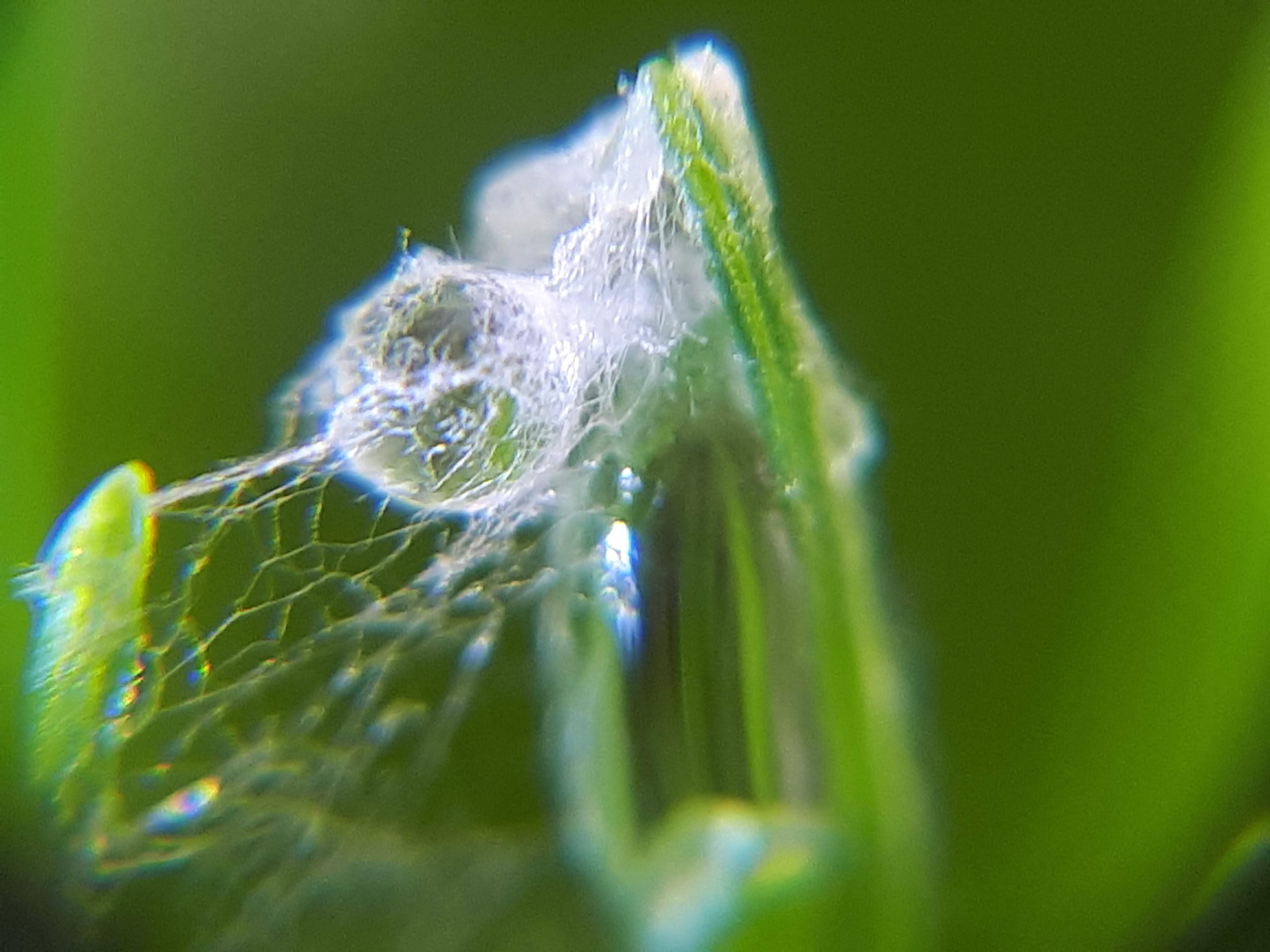 Mycelium - Turf Care Management