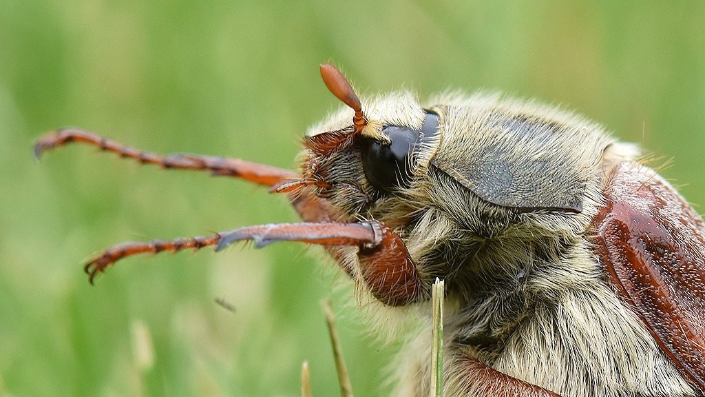 Acelepryn Chafer Turf