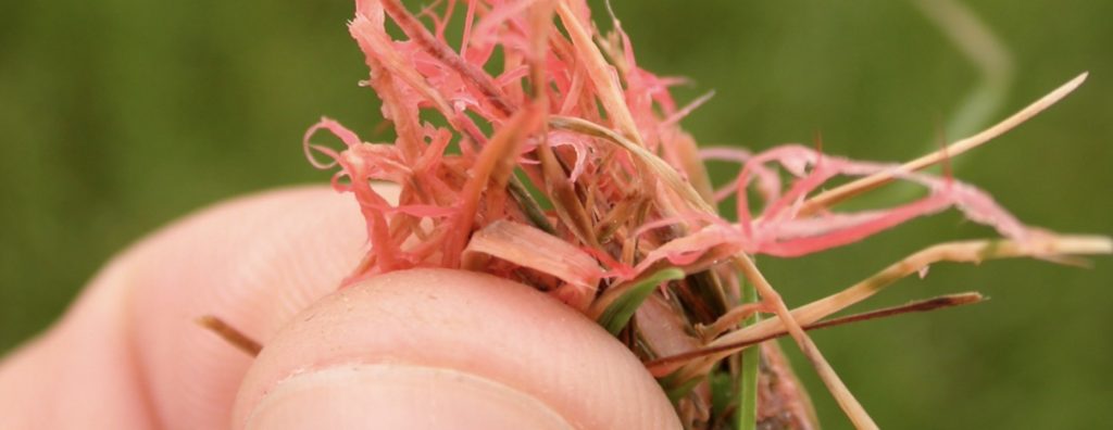 Red Thread Turf Disease Frequently Asked Questions