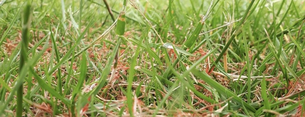 Seeing a lot of Red Thread - What should I do?