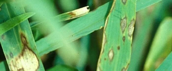 Grey-Leaf-Spot-Turf-Management