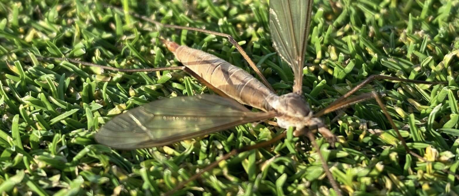 When will Cranefly Fly?