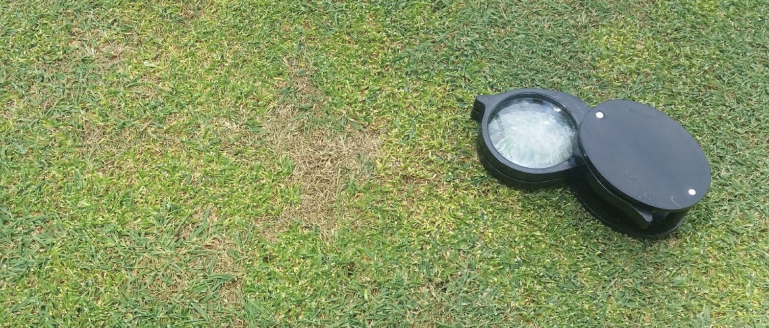 Historic Turf Disease Data