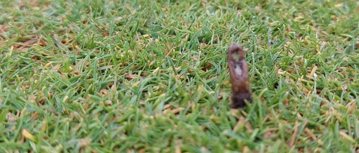 How to Apply Acepepryn for the best results on Golf Courses