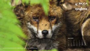 BIGGA Calendar 2023 Free to Download - sponsored by Syngenta