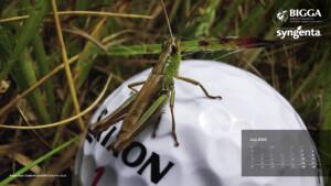 BIGGA Calendar 2023 Free to Download - sponsored by Syngenta