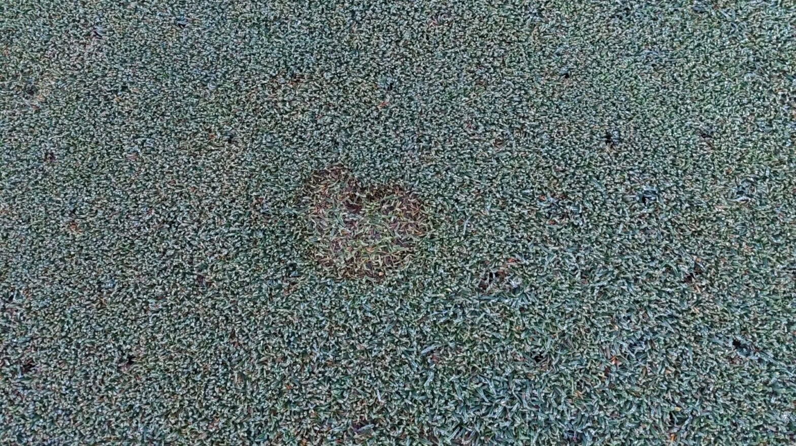 Microdochium - is it to cold.