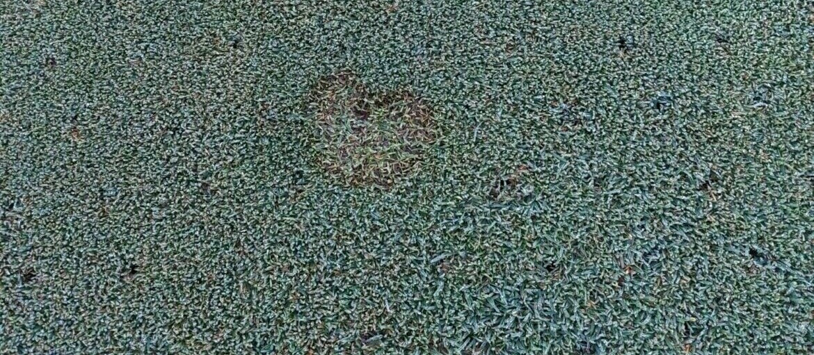 Microdochium - is it to cold.