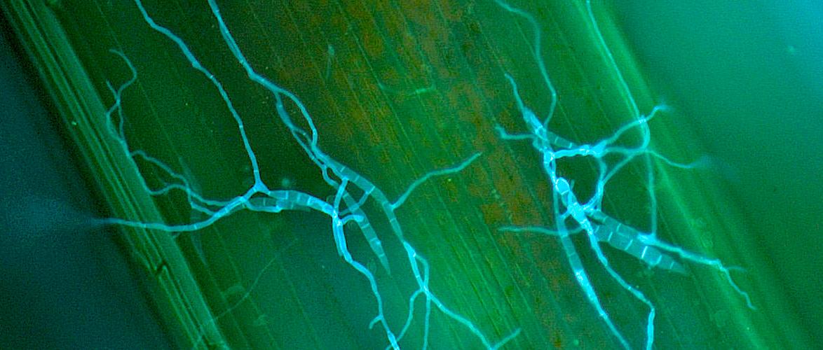 Live map for turf diseases