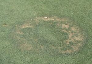 Fairy rings
