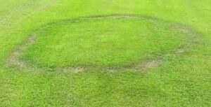 Fairy rings