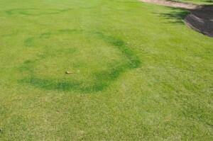 Fairy rings