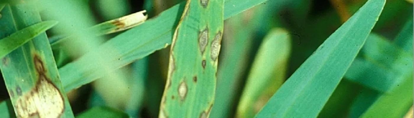 grey leaf spot