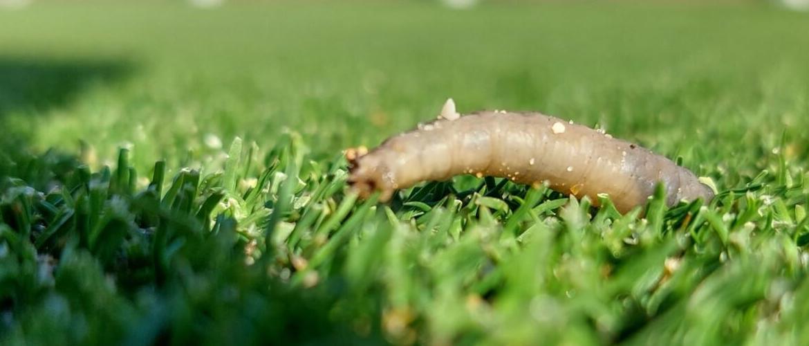 Spring and the first application of Primo Maxx