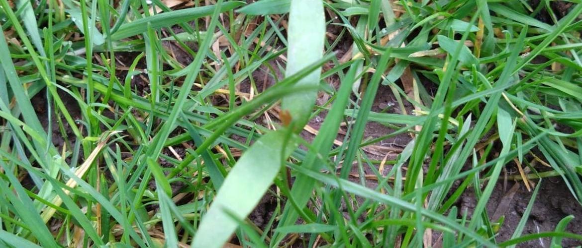 Sycamore seedlings Turf FAQs