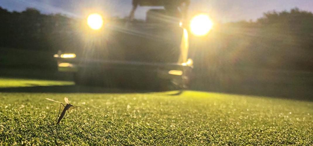 PestTracking - time to start logging cranefly sightings.