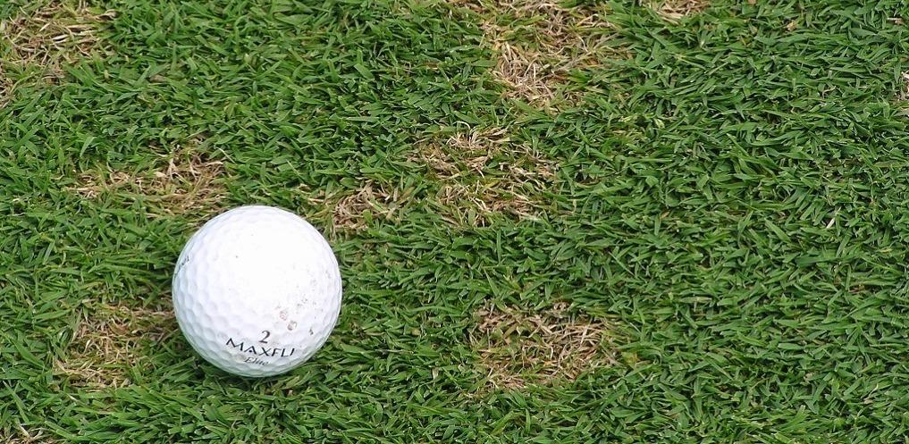 Dollar Spot - Turf Disease of the Year