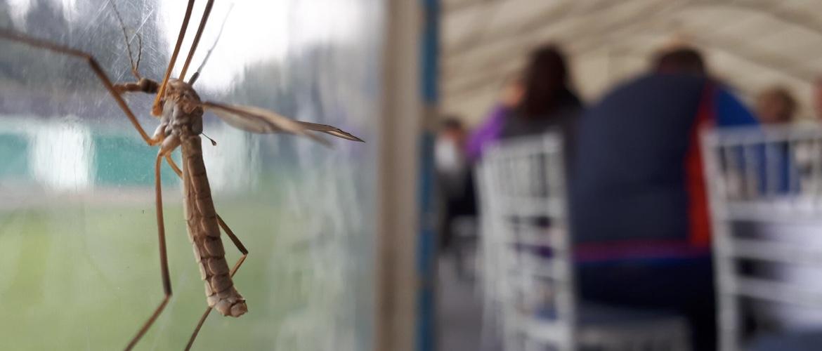 Cranefly flight in August and September - UK