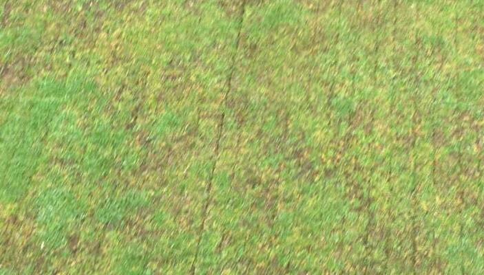 Anthracnose - common turf disease