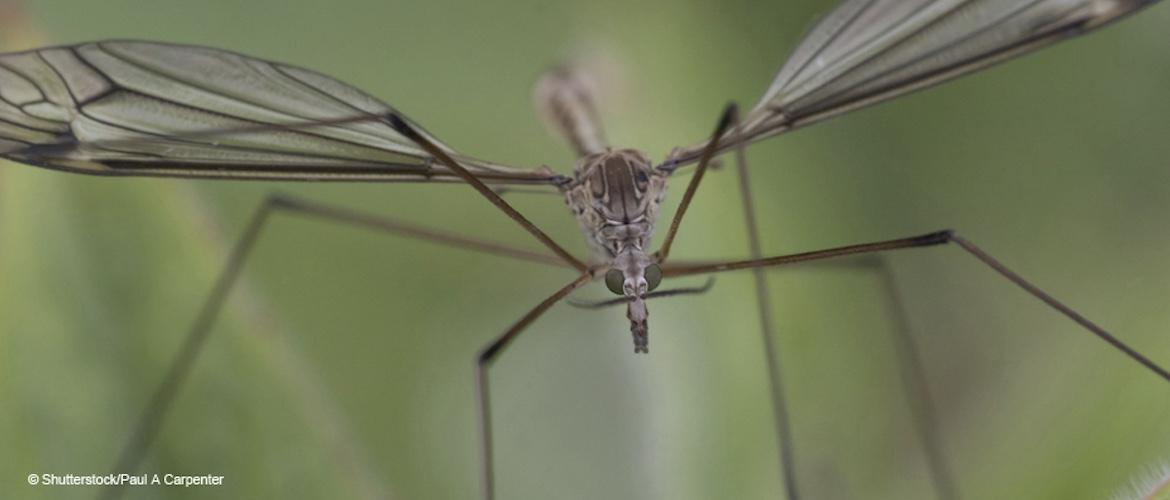 Get the best out of your Acelepryn and NemaTrident applications.