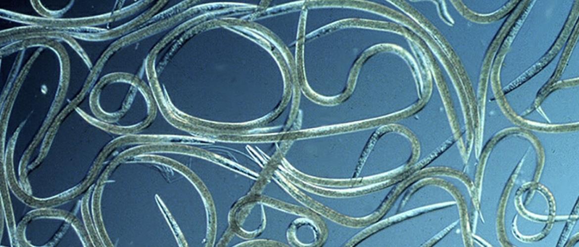 NemaTrident Top Up to Support Treatments