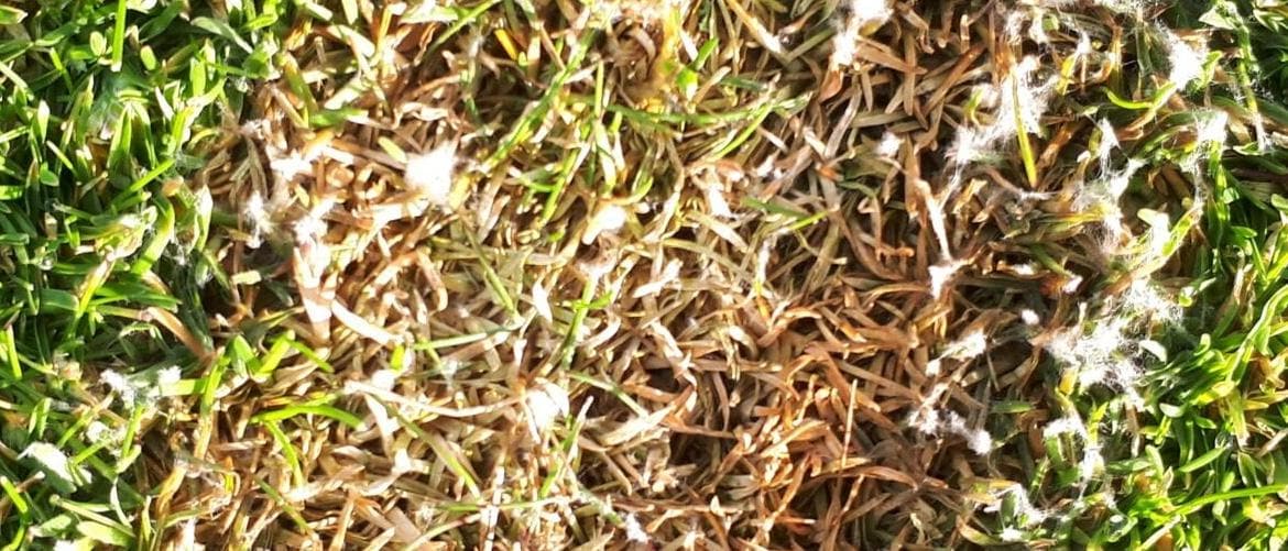 Microdochium monitoring