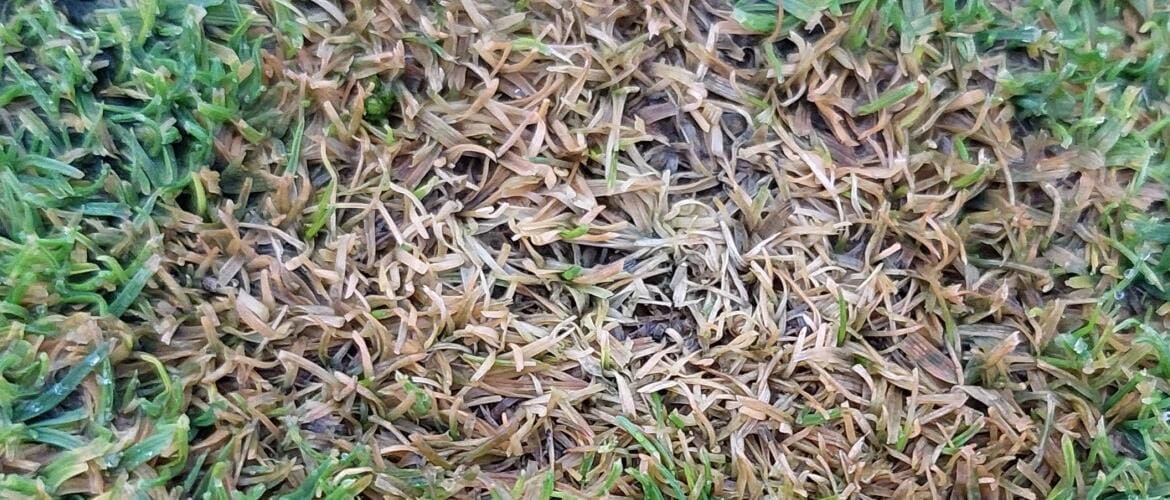 Grass Growth Potential