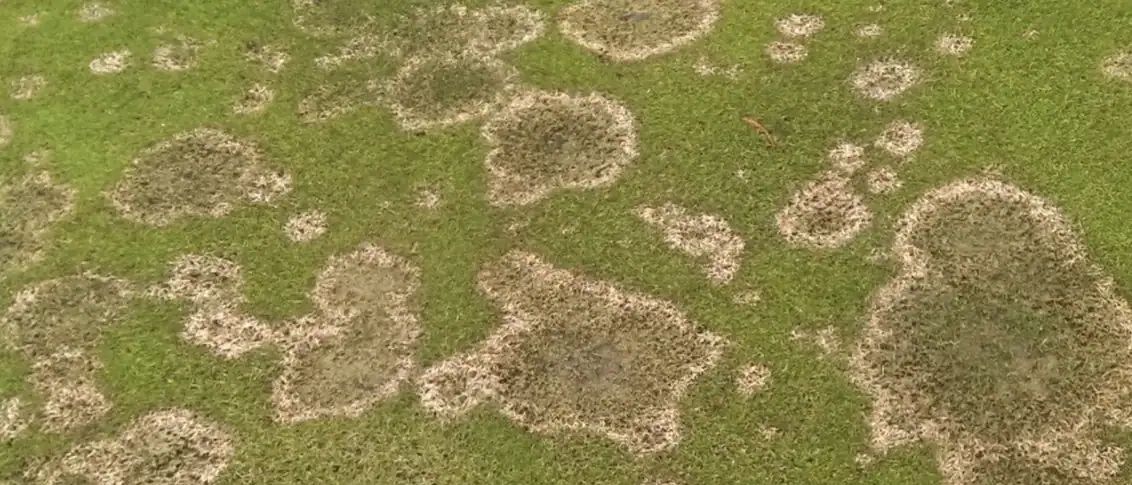 fusarium_microdochium_patch_