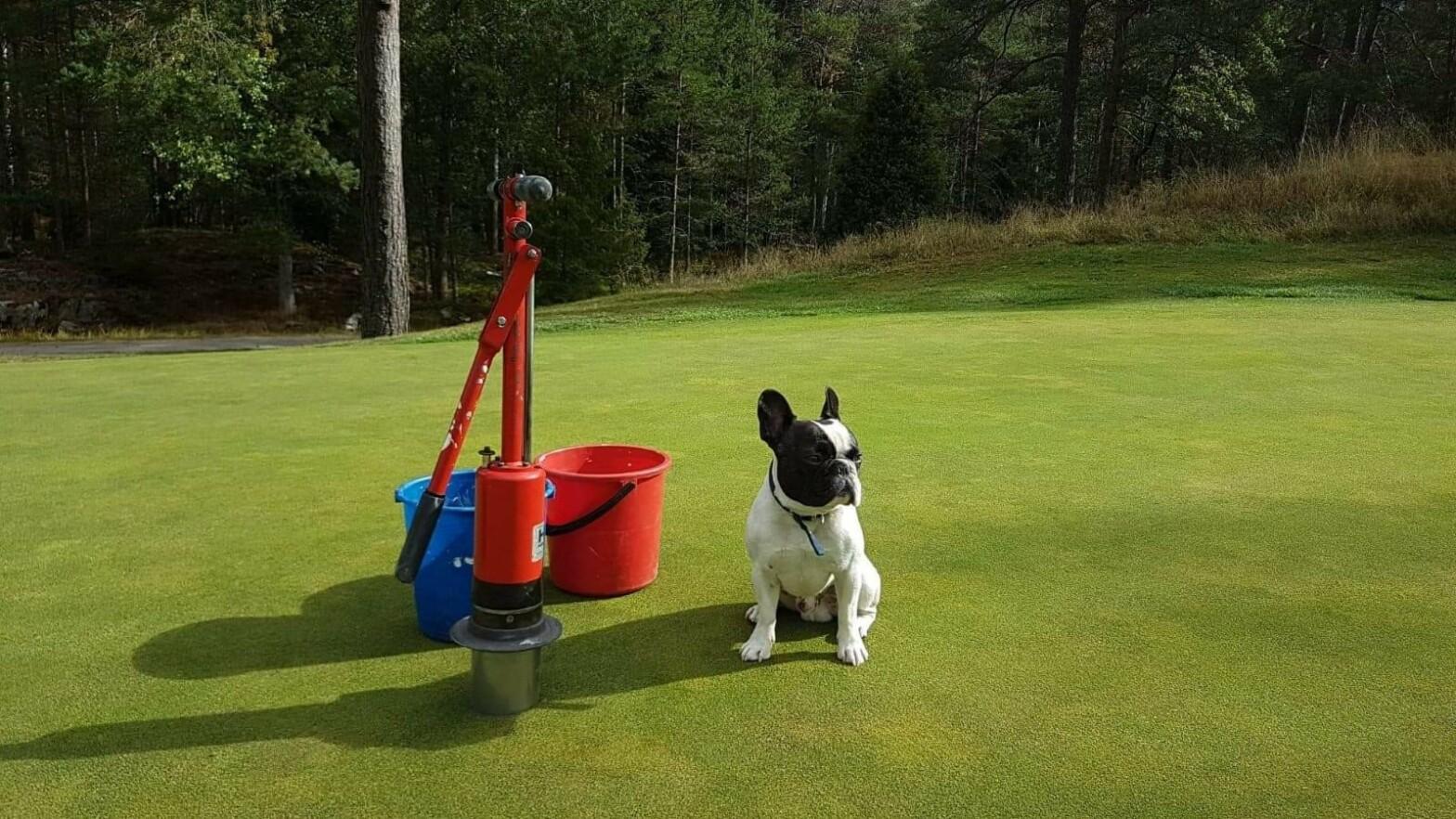 Turf - Coping with dry and warm spring weather conditions