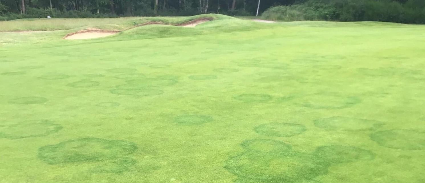 Fairy Ring Trials 2024