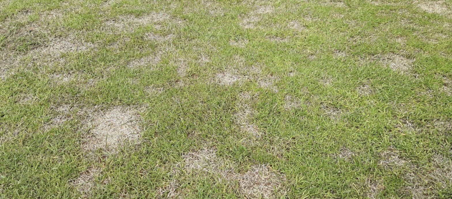dollar spot disease pressure is primarily driven be warm temperatures and high humidity.