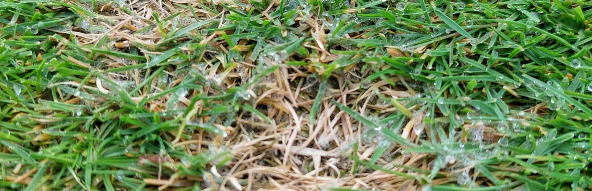 Dollar Spot Turf Disease