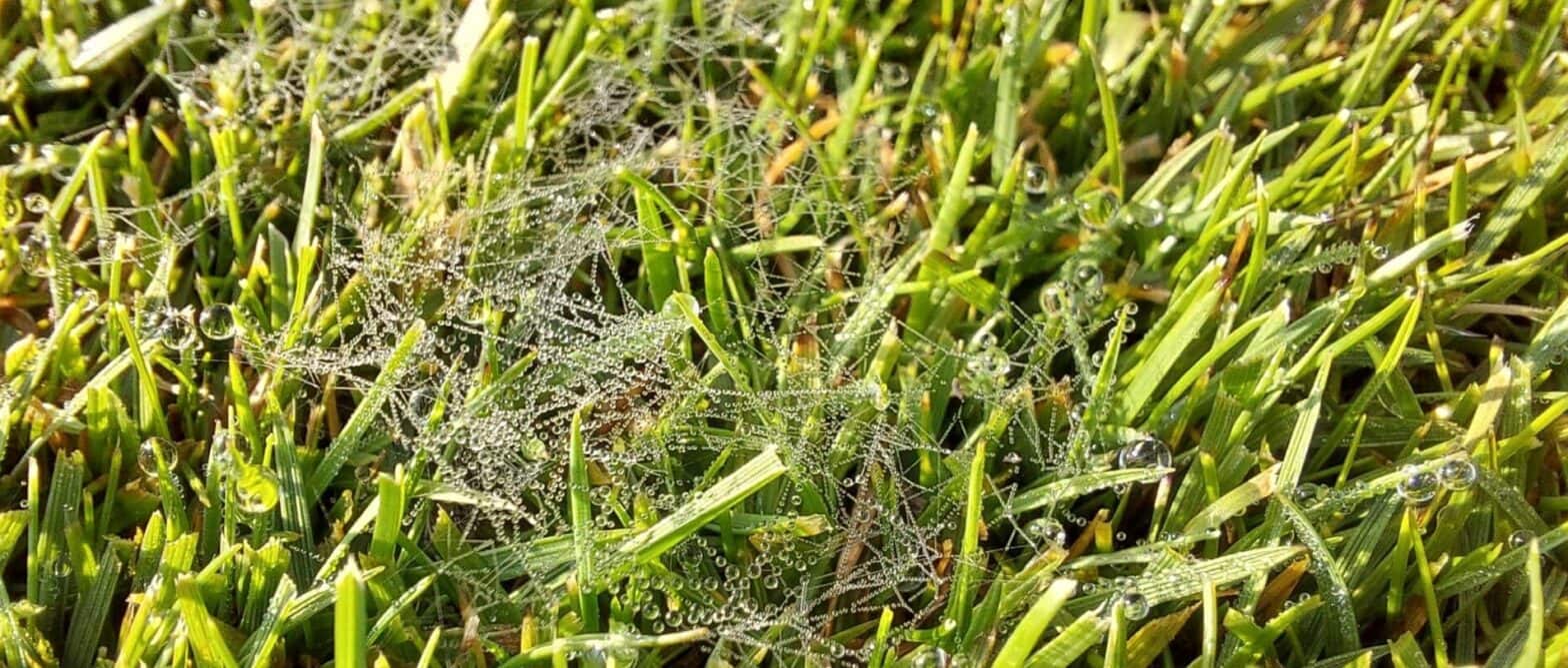 Dollar Spot - Turf Management