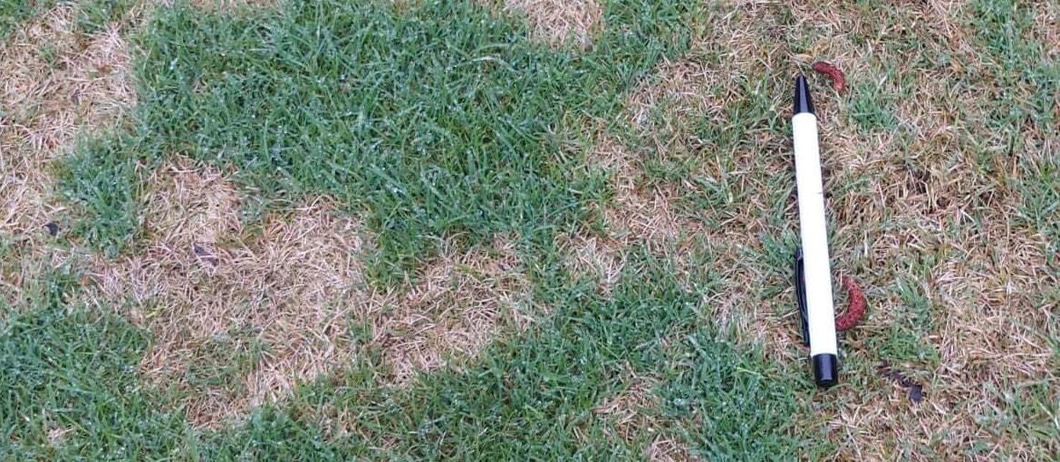 Dollar Spot Turf Disease