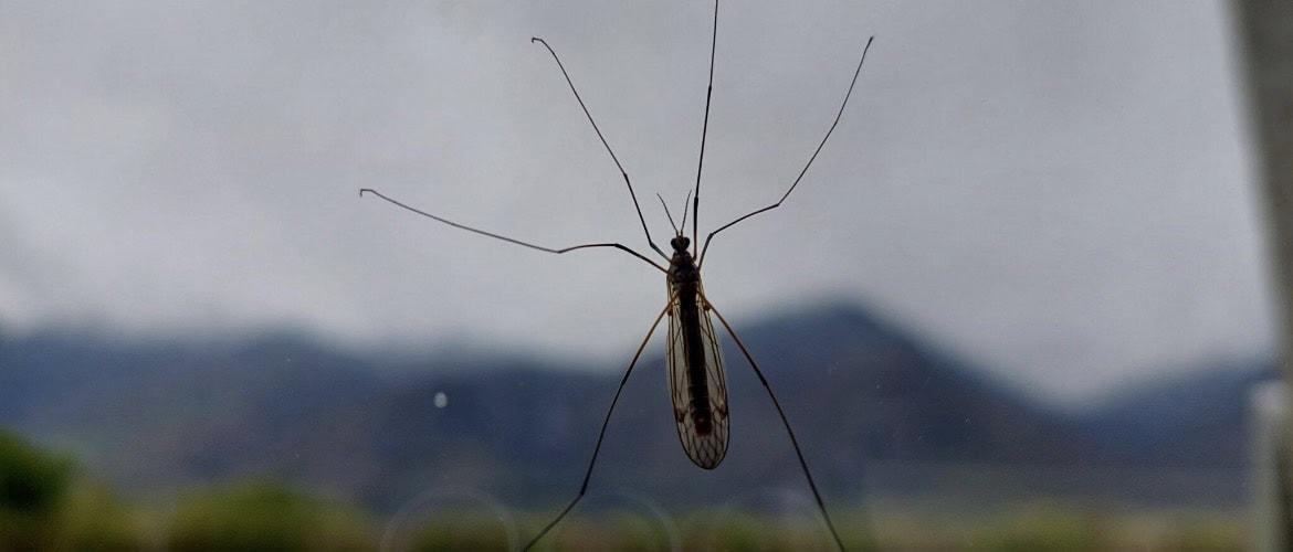 Crane Fly Flight 2024