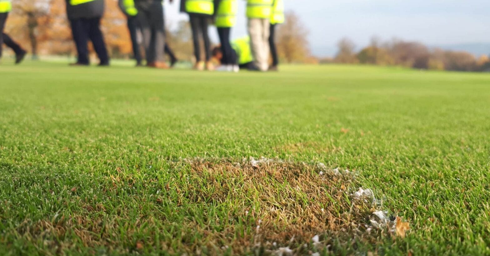 Microdochium cultural control