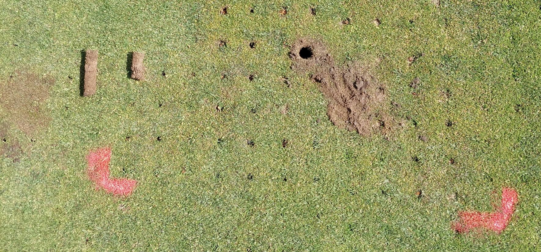 Heatwave impact on golf course turf