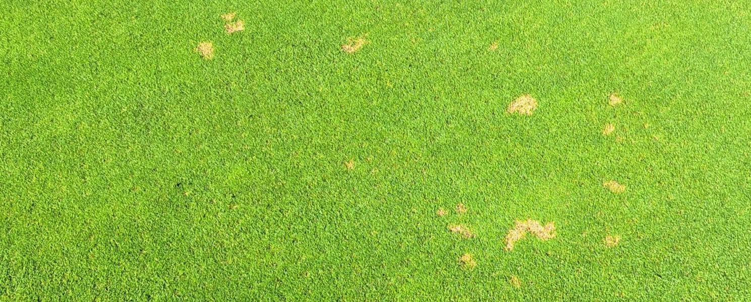 How to treat dollar spot turf disease