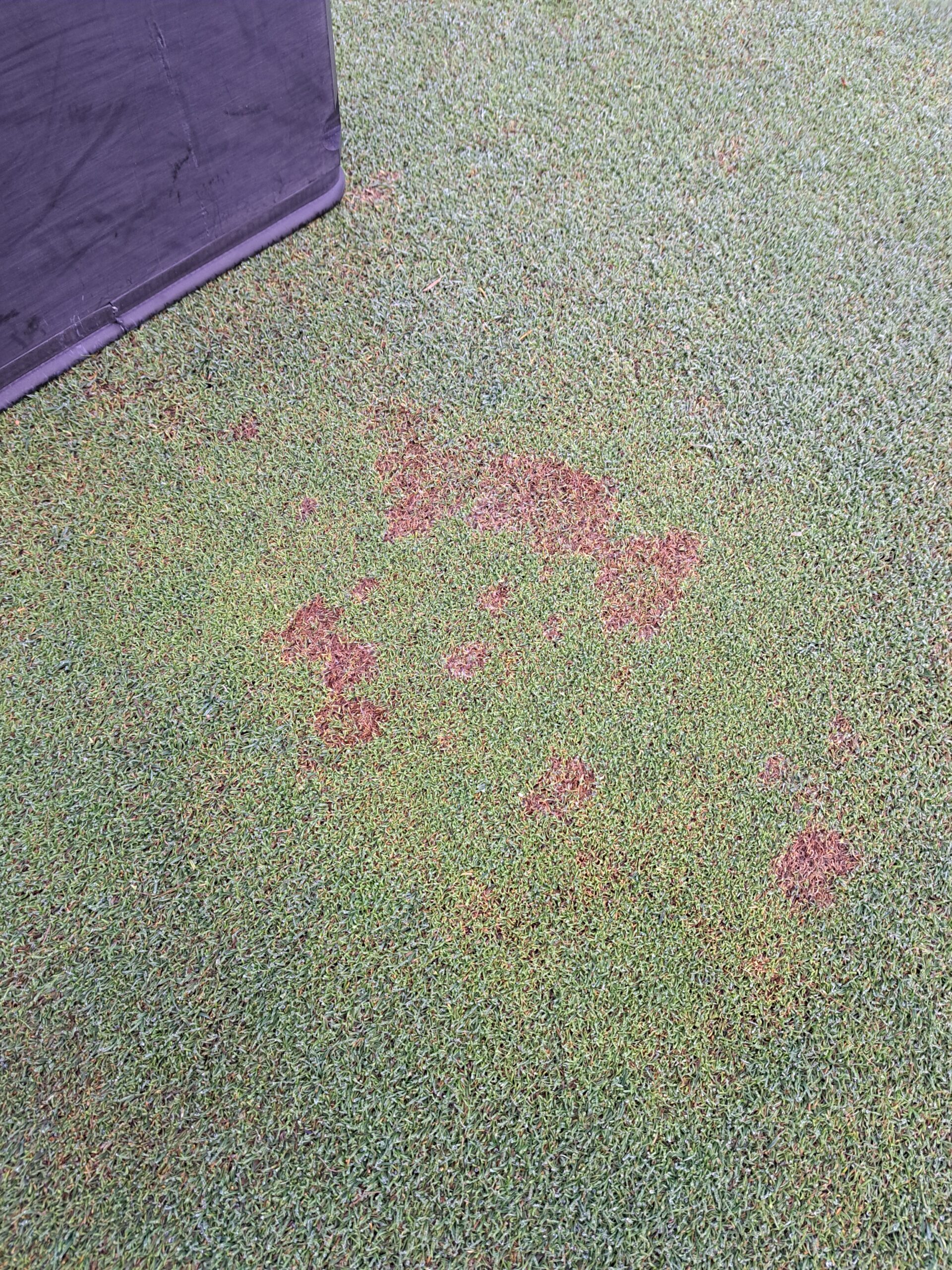 How to spot Microdochium in turf and lawns How to spot Microdochium in turf and lawns