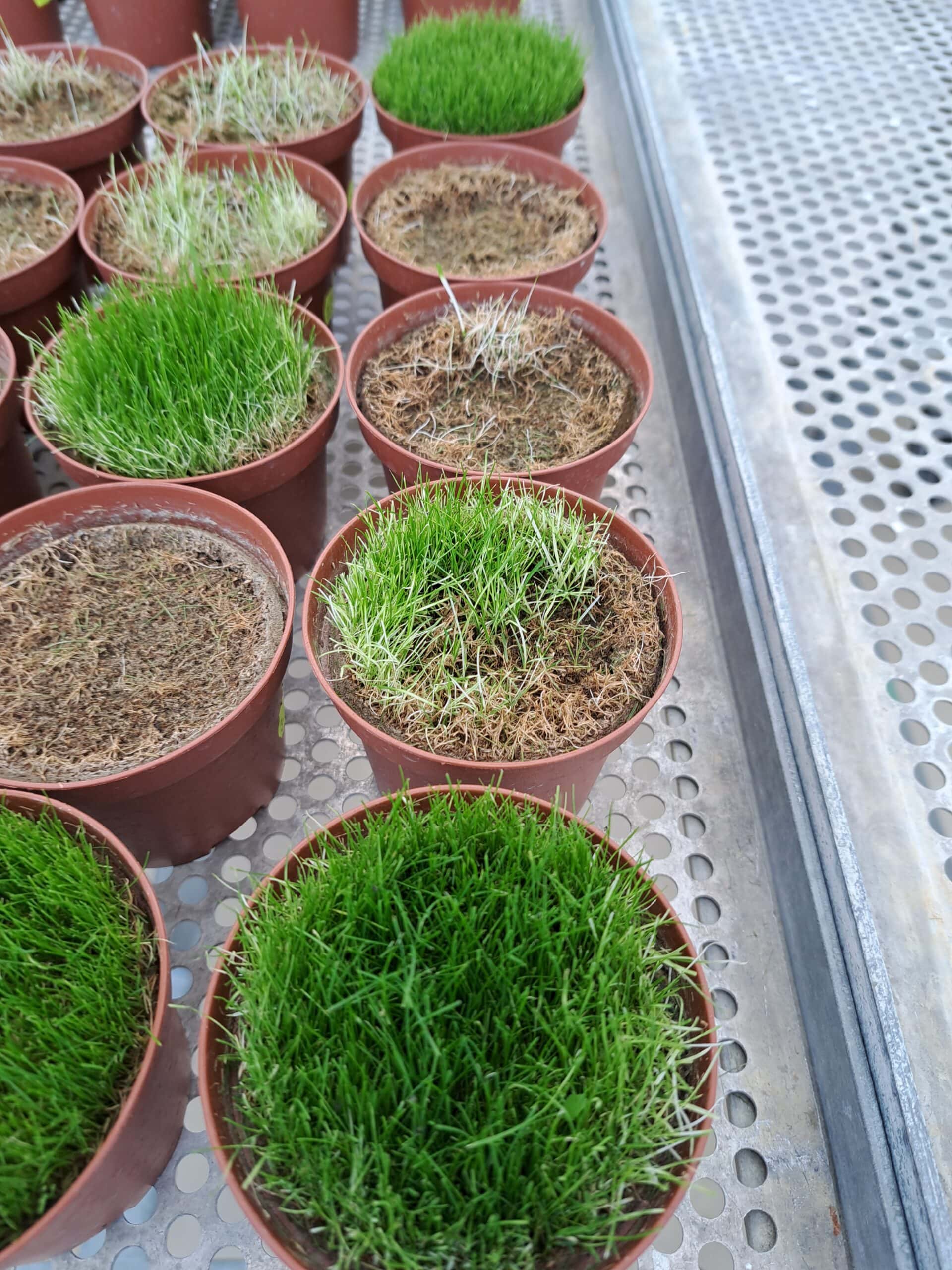 Turf Trial Insights – from Petri Dish to Putting Green
