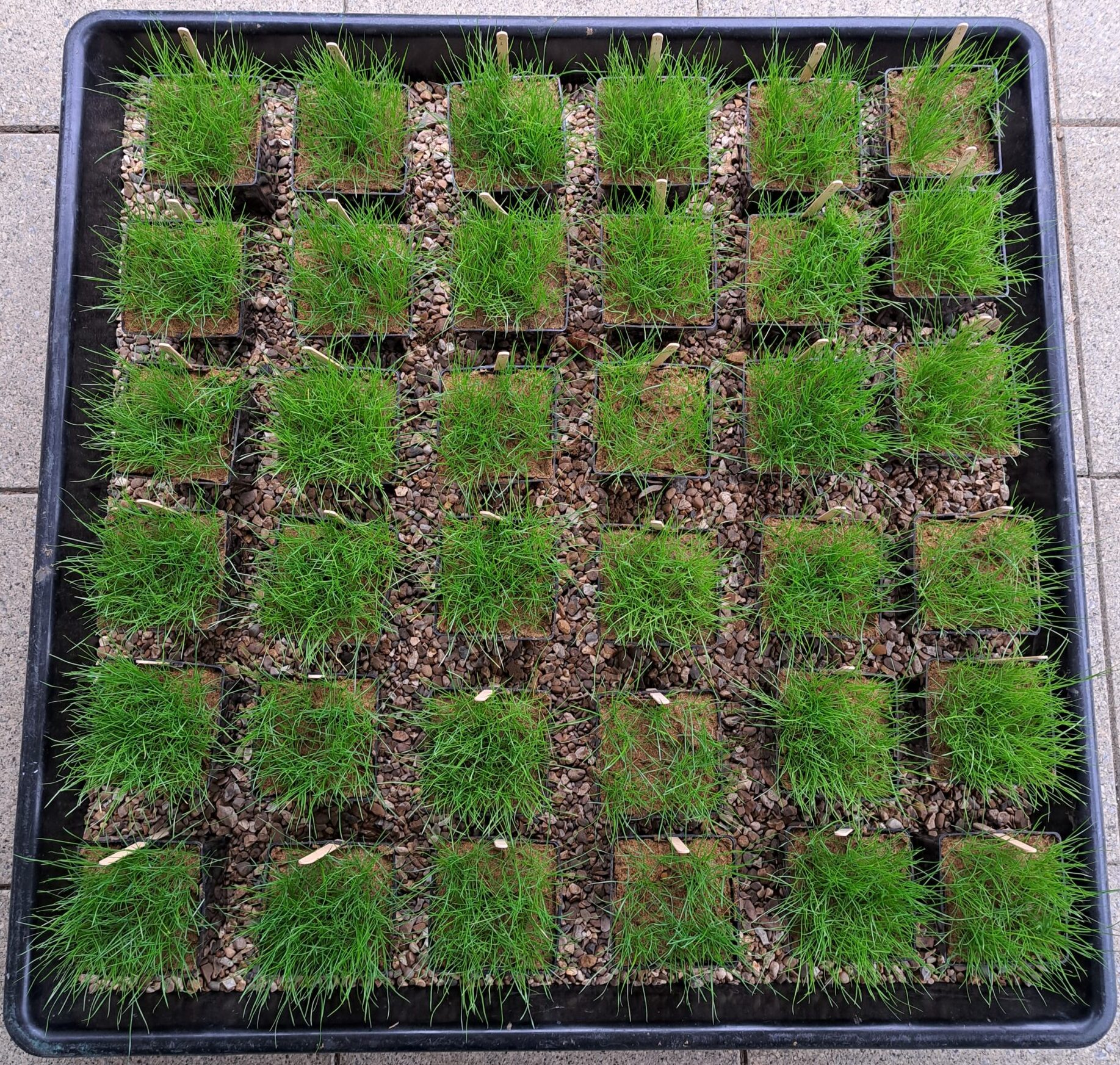Turf Trial Insights – from Petri Dish to Putting Green