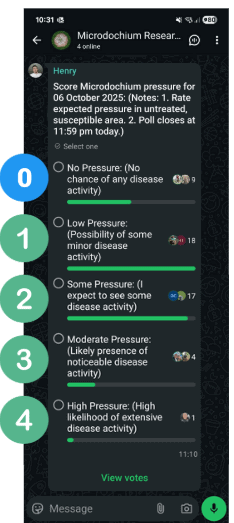 How to spot Microdochium in turf and lawns How to spot Microdochium in turf and lawns
