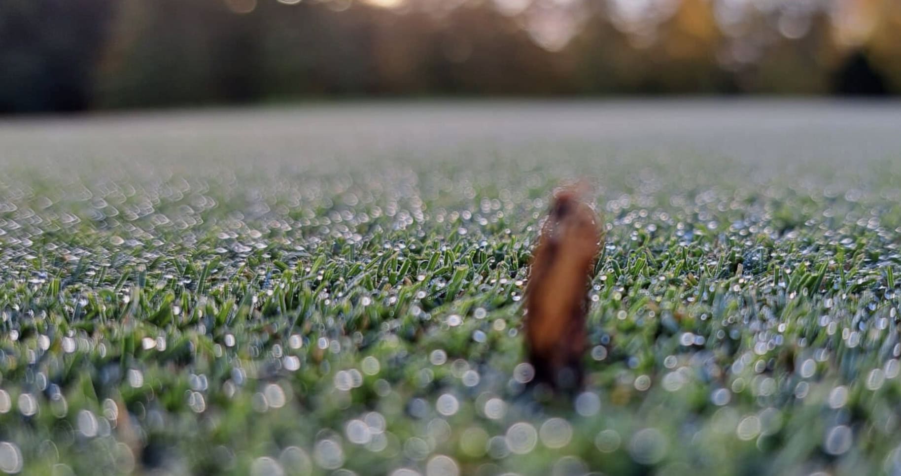 Microdochium turf disease for golf courses